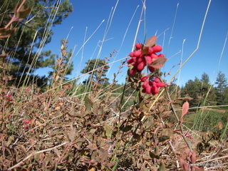rrente Quarantore-01-11-2012 10-49-16